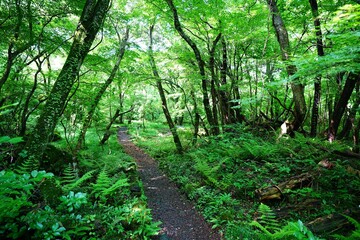 Fototapeta premium fine spring path through old trees and ferns