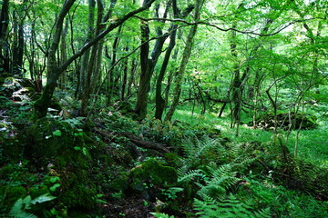 primeval forest in the gleaming sunlight