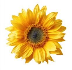 Fototapeta premium Vibrant yellow sunflower, close-up, isolated on white