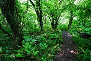 Obraz premium fine spring path through old trees and ferns