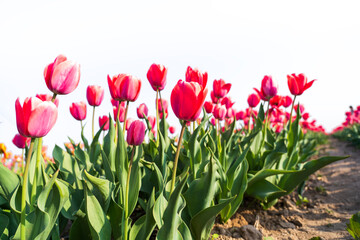 Beautiful tulips are in full bloom