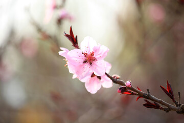 Peach trees blossom in spring