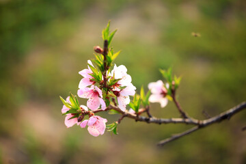 Fototapeta premium Peach trees blossom in spring