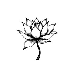Elegant Lotus Flower Illustration: A Symbol of Purity and Spiritual Enlightenment