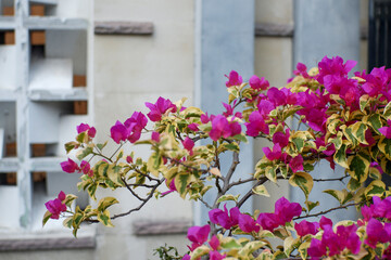 Vibrant Magenta Bougainvillea Blooms and Variegated Leaves Against Modern Architecture