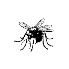 Detailed black and white vector illustration of a fly on a white background