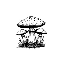 Elegant Mushroom Trio: A Detailed Black and White Ink Drawing of Forest Fungi