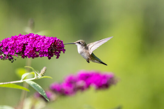 Ruby Throated Hummingbird feeds on purple Butterfly Bush, Buddleia, on a bright summer day