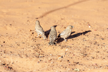A group of Sociable weaver birds - Philetairus socius- near Sesriem, Namibia.