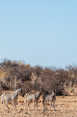 Telephoto shot of a group of Burchell's Plains zebras -Equus quagga burchelli- standing on the plains of Etosha National Park, Namibia.