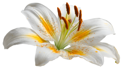 White lily of the yellow stalk isolated on white background