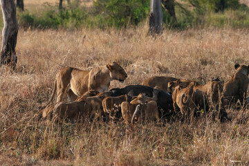 Lion in the wild

