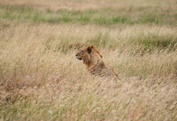 Lion in the wild
