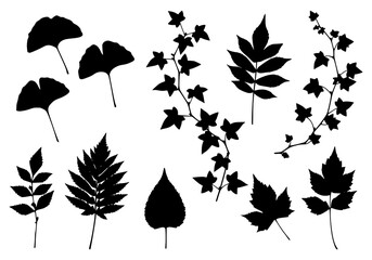 Obraz premium A beautiful set of autumn leaves, including maple, oak, and birch, in a vibrant fall collection perfect for vector design and seasonal decoration