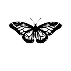 black and white detailed illustration of a butterfly with intricate wing patterns
