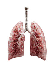 anatomically correct human lungs outer service to reveal the branchial tubes inside isolated on transparent background