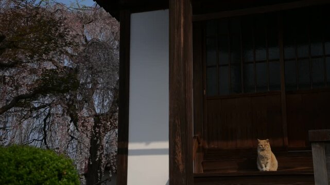 本満寺の枝垂桜とトラ猫 (京都府京都市, 2025年4月）