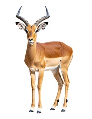 A male impala stands against a white background