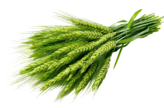 A bunch of fresh green wheat ears, representing healthy agricultural crop growth and natural food source.