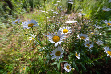 field of daisies