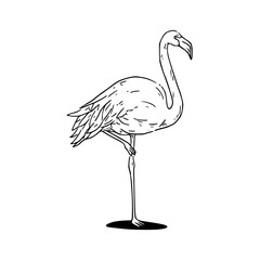 flamingo bird sketch drawing