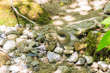 潜む危険、河原のマムシ