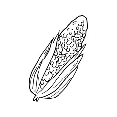 hand-drawn corn on the cob with husk sketch