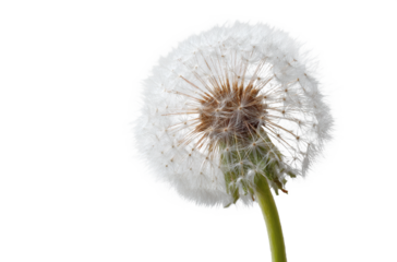 A close-up view of a dandelion with white pappus and green stem, showcasing its fluffy seed head and natural structure.