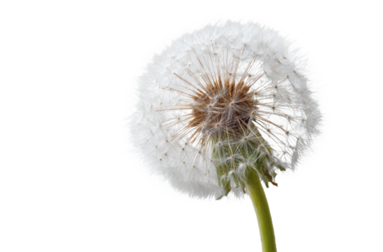 A close-up view of a dandelion with white pappus and green stem, showcasing its fluffy seed head and natural structure.