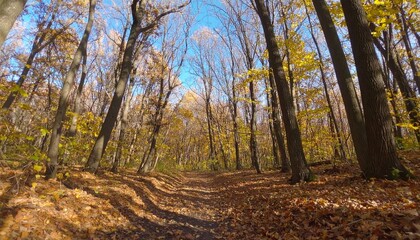 Naklejka premium Scenic Autumn Path: Golden Leaves and Trees in Fall Forest