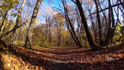 Fototapeta premium Autumn Forest Path with Fallen Leaves and Sunlight, Scenic Fall Foliage Scene
