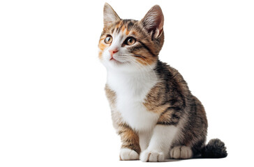 Obraz premium A small domestic tabby cat with white chest sits and looks up, showcasing cute facial features and soft fur.