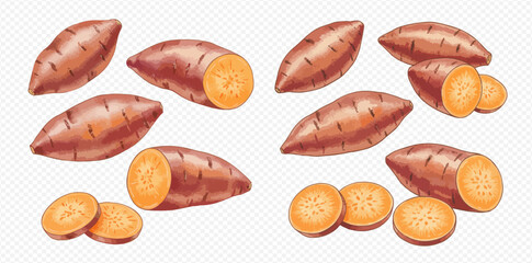 A collection of illustrated sweet potatoes, shown whole, cut in half, and sliced into round pieces on a transparent background.