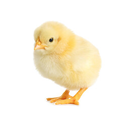 Obraz premium Cute little chick on white background