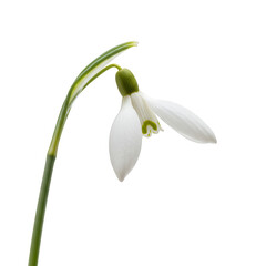 A delicate white snowdrop flower with green markings isolated on transparent background