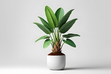 Fototapeta premium Green plant growing in a pot with leaves and foliage isolated on white background