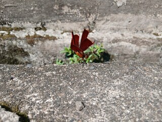 Red dragonfly