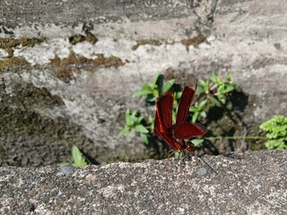 Red dragonfly