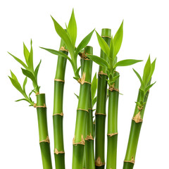 Obraz premium Vibrant green lucky bamboo stalks with fresh new leaves isolated on transparent background