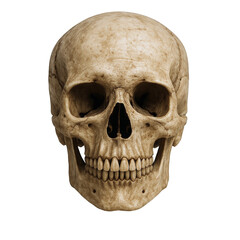 Fototapeta premium Detailed Human Skull Frontal View with Realistic Texture and Natural Bone Coloration