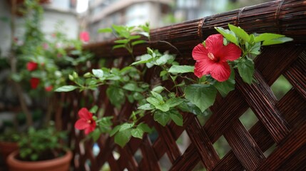 Hibiscus fence with giant planter concept. Vibrant red flowers bloom against a wooden lattice background.