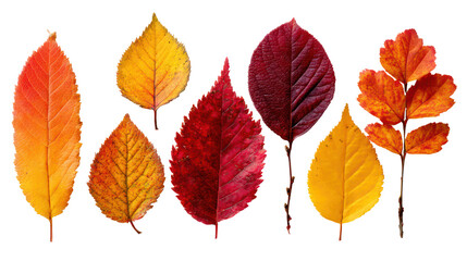Fototapeta premium Assorted Fall Leaves in Red Yellow and Orange Arranged on Transparent Background