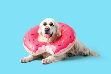 White Labrador dog in sunglasses and inflatable ring on blue background