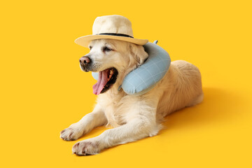 White adorable Labrador dog in hat and travel pillow on yellow background