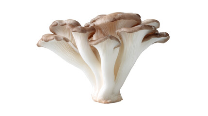 Fototapeta premium A detailed macro photograph capturing the intricate textures and gills of a single solitary mushroom specimen dramatically isolated against a stark pure black background.