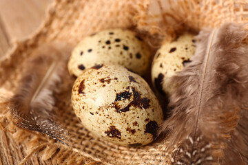 Fresh quail eggs and feathers on sack cloth background, closeup