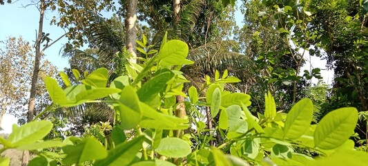 natural scenery of leaves full of teak trees 