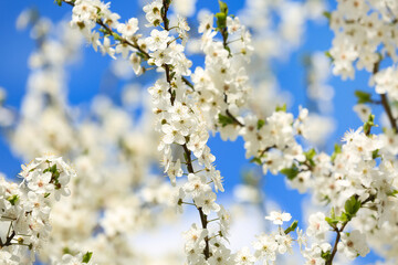 Beautiful blossoming tree branches against blue sky background, closeup