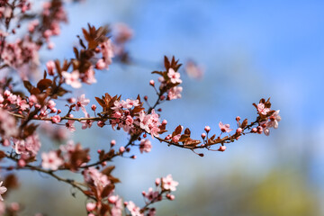 Beautiful blossoming tree branches against blue sky background, closeup
