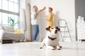 Cute dog lying on floor and mature couple painting wall in room, closeup